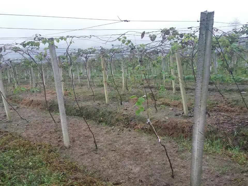 瀘州獼猴桃塑包鋼絲